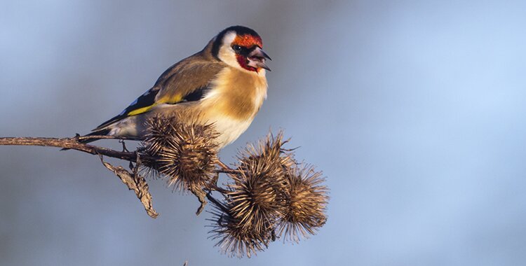 Bilan inquiétant de 30 années de comptages des oiseaux en France