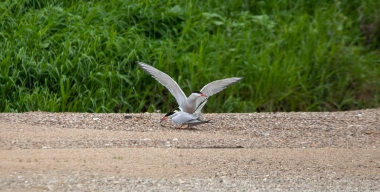 Création de la LPO Centre-Val de Loire : Appel à l’engagement pour la biodiversité !