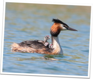 Grèbe huppé © Michel Tellia Grèbe huppé © Michel Tellia