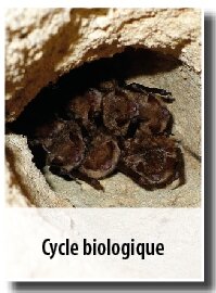 © Julien Présent vig_cycle