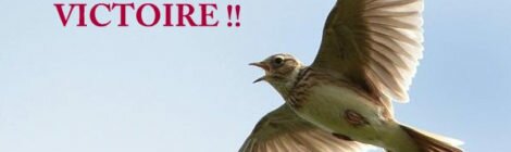Le Conseil d’Etat suspend tous les piégeages traditionnels d'oiseaux sauvages